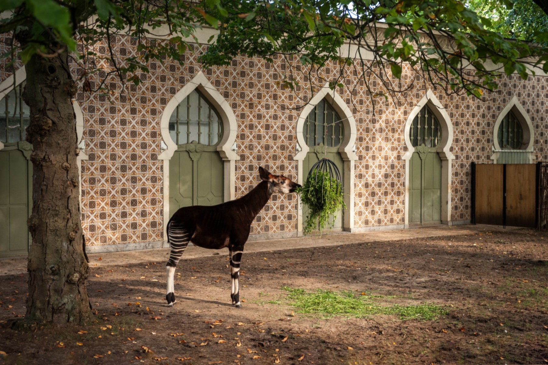 Moorse Tempel ZOO | 2021, Antwerpen 